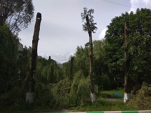 Кронирование деревьев около дома по улице Крахмалёва 6-а