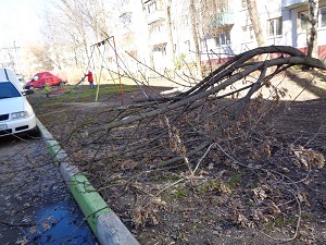 Кронирование деревьев около дома по ул. Крахмалёва 6