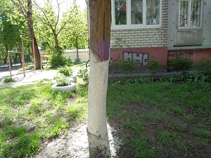 Побелка деревьев во дворе дома