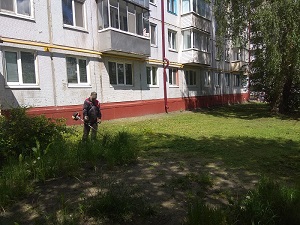 Кронирование деревьев с использованием автовышки около дома по улице Спартаковская 114