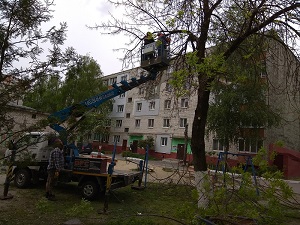 Кронирование деревьев около дома по пр-ту Станке Димитрова 61