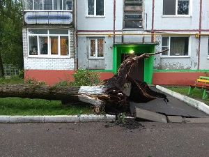 Кронирование аварийного дерева возле 1 подъезда дома по ул. Крахмалёва 6-а