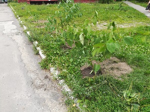 Высадка кустарников на придомовой территории по ул. Спартаковская 120-а