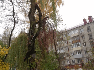 Кронирование деревьев около дома по улице Докучаева 19